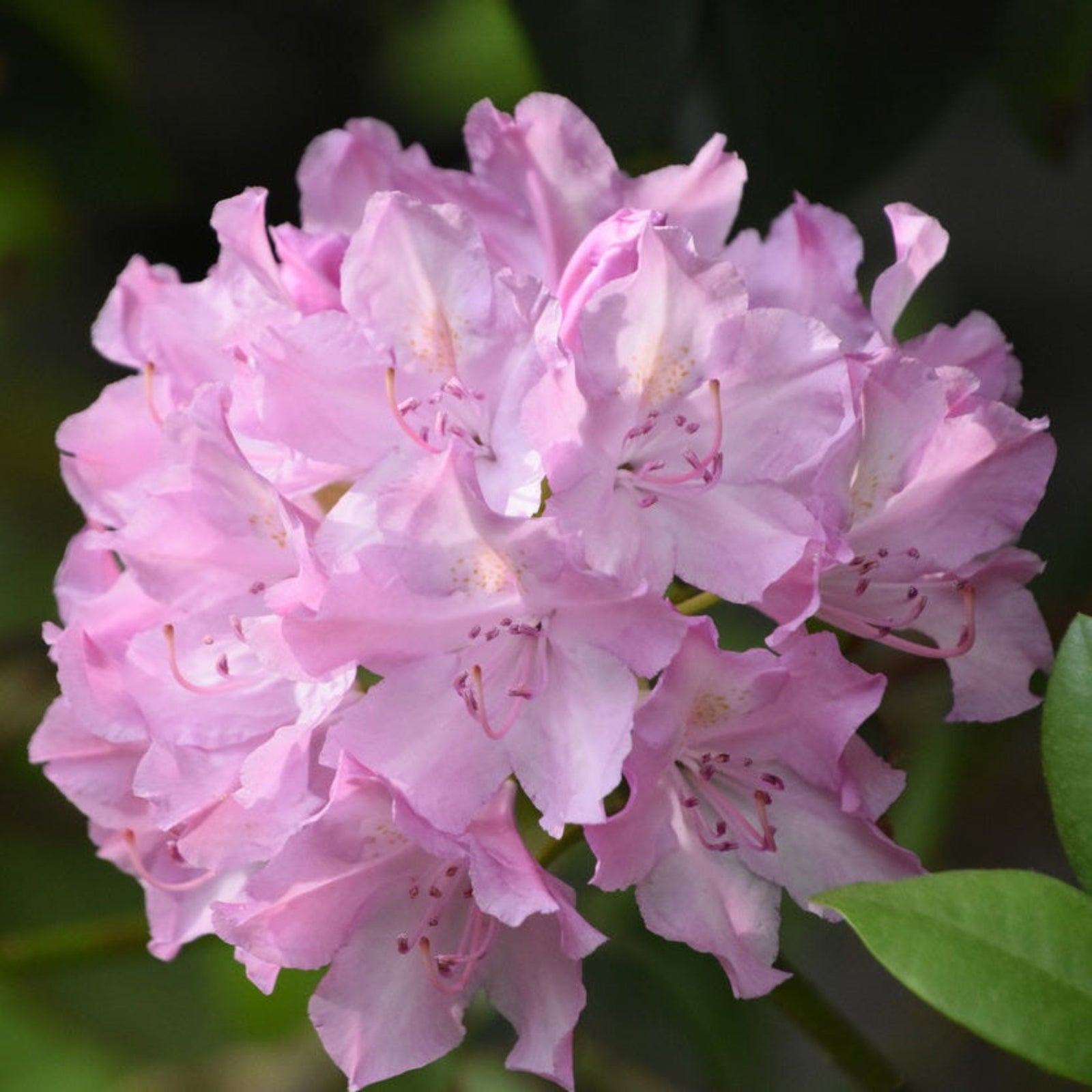 Roseum Elegans Rhododendron