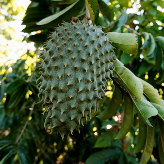 Soursop Tree