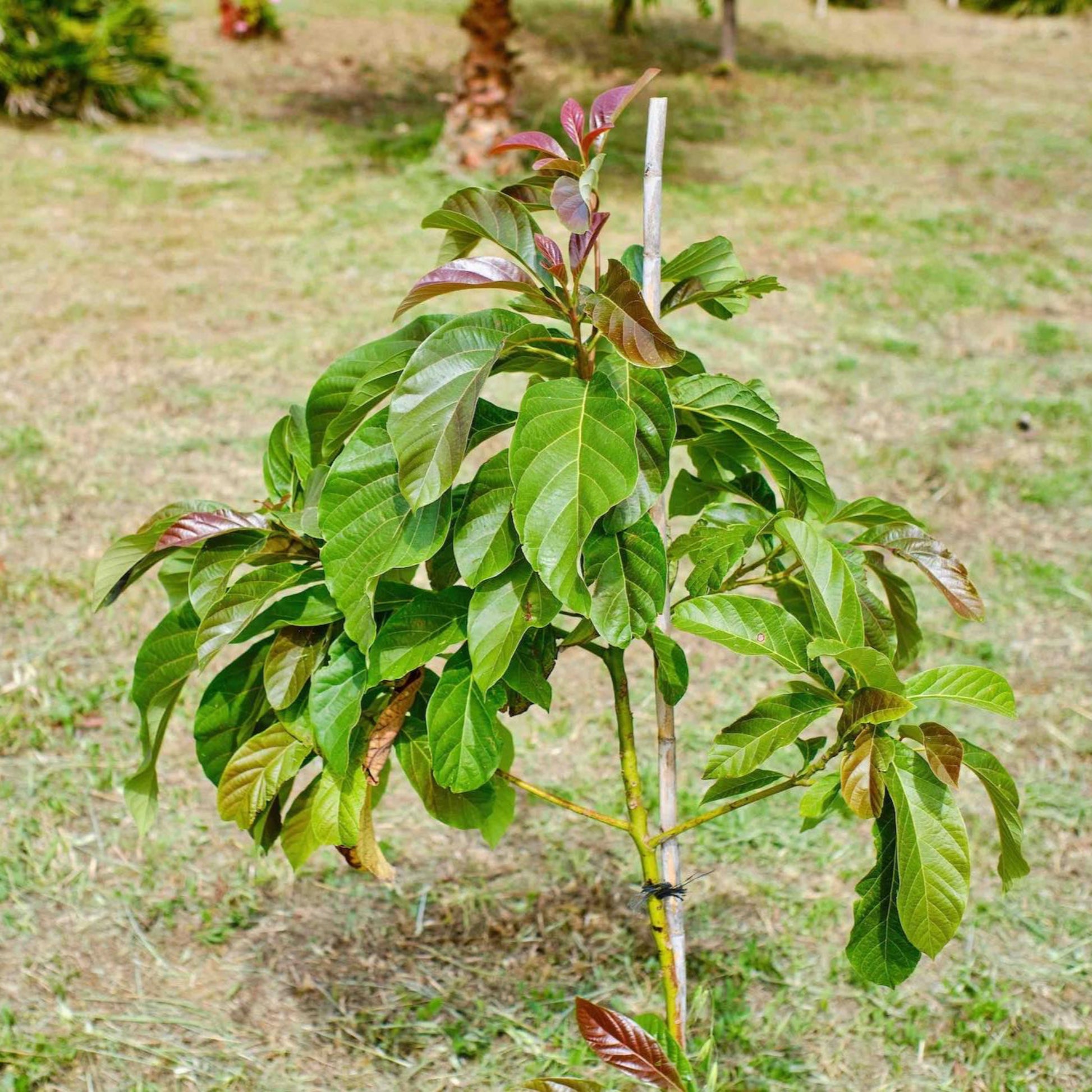 Cold Hardy Avocado Tree