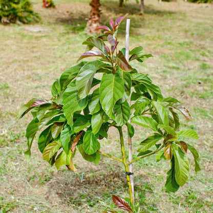 Cold Hardy Avocado Tree