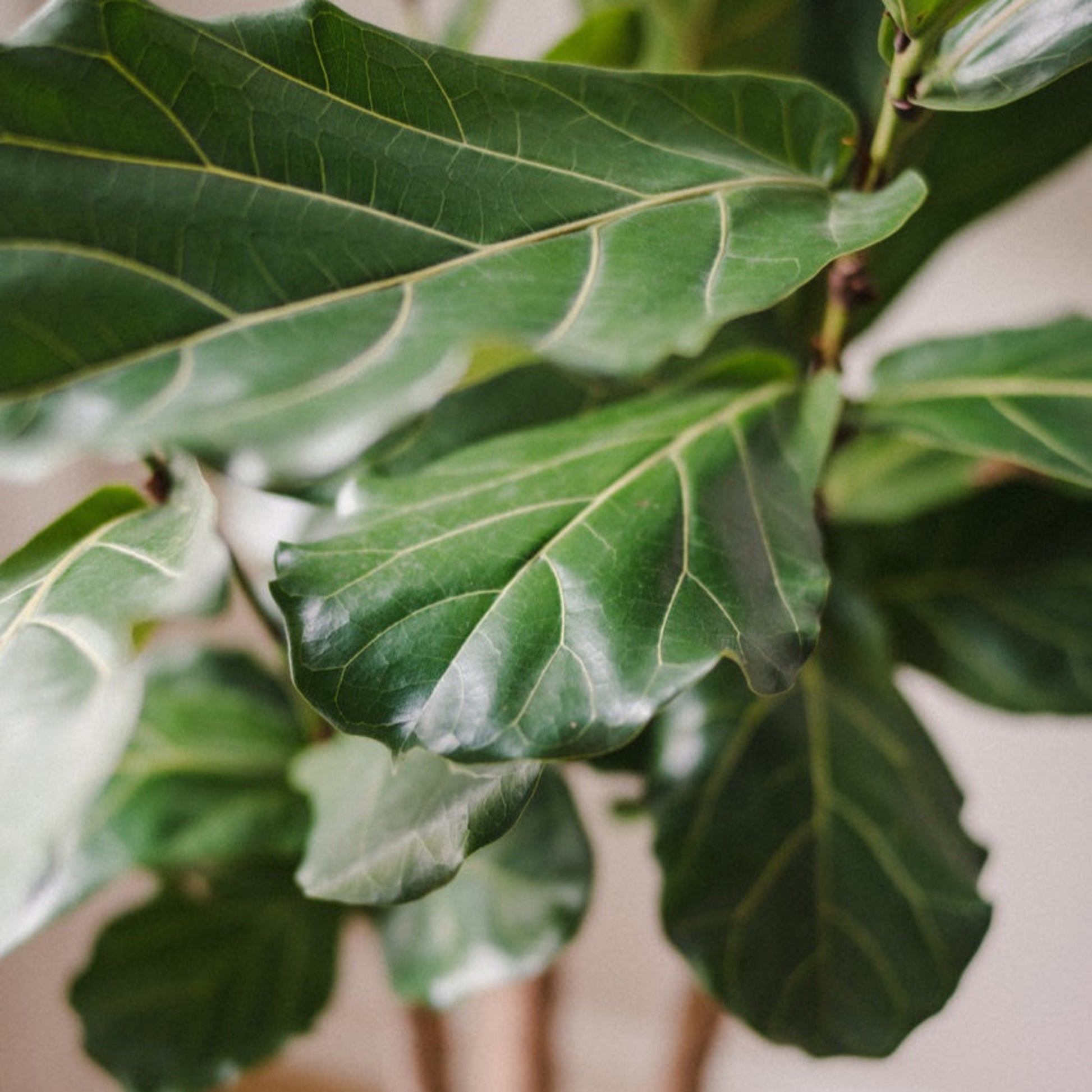 Fiddle Leaf Fig leaf