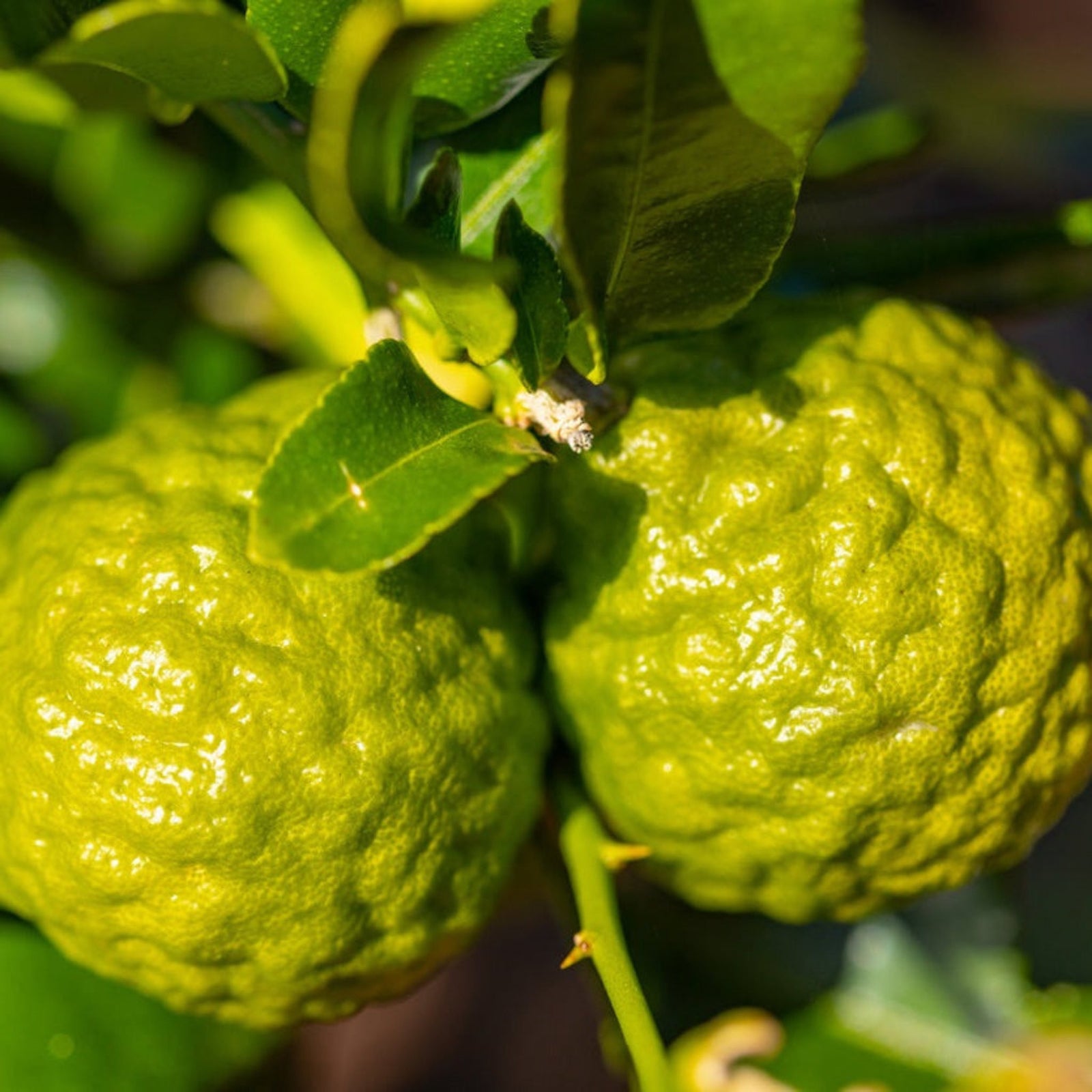 Kaffir Lime Tree (CA)
