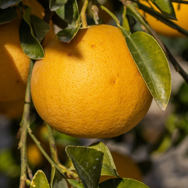 Ray Ruby Grapefruit Tree