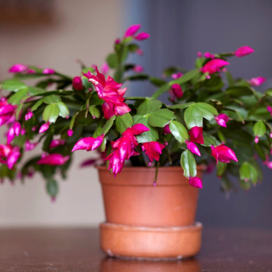 Christmas Cactus