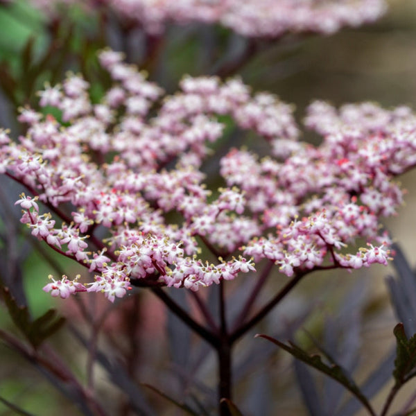 Black Beauty® Elderberry