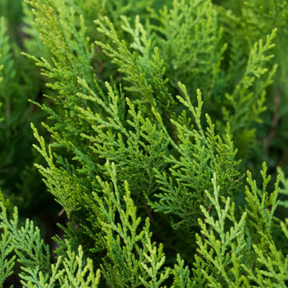 Leyland Cypress foliage