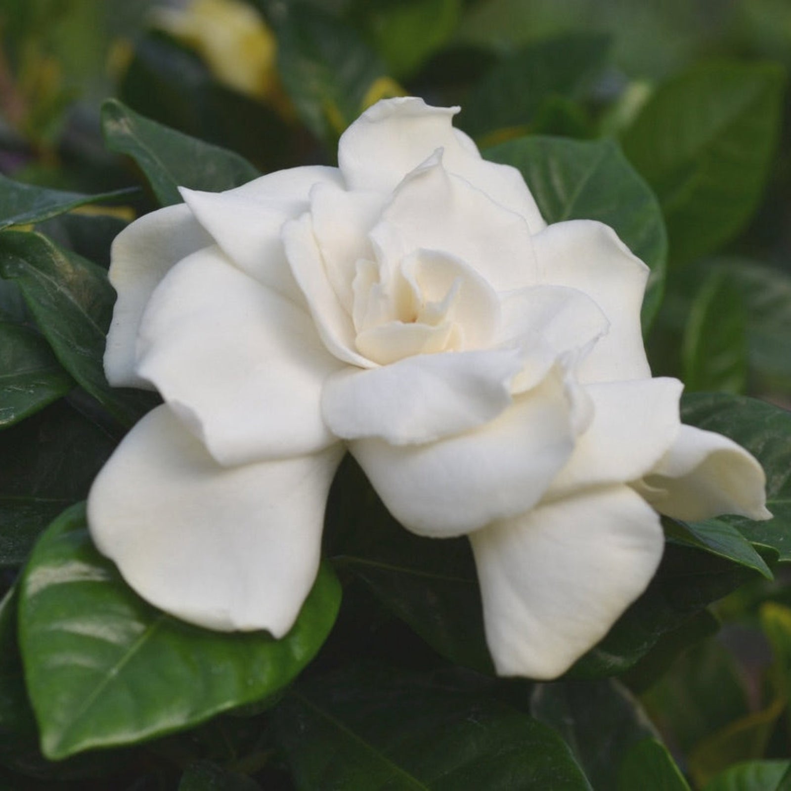Braided Gardenia Tree
