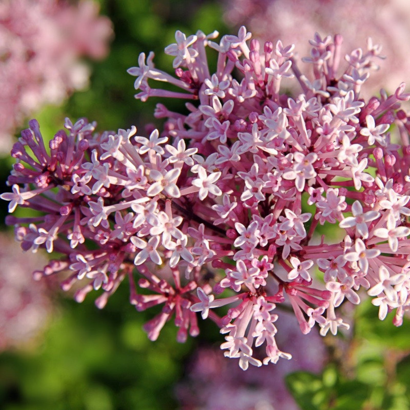 Crimson Doll™ Lilac Tree