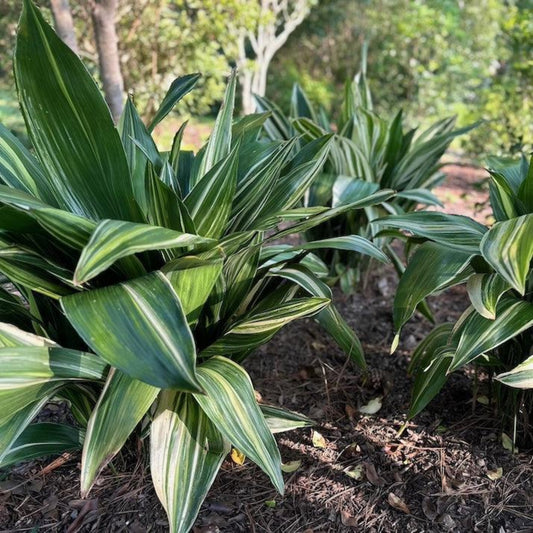 Variegated Cast Iron