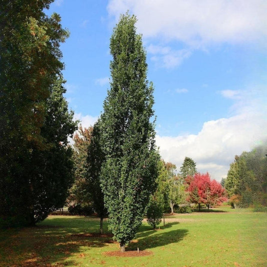 Skinny Genes Oak Tree
