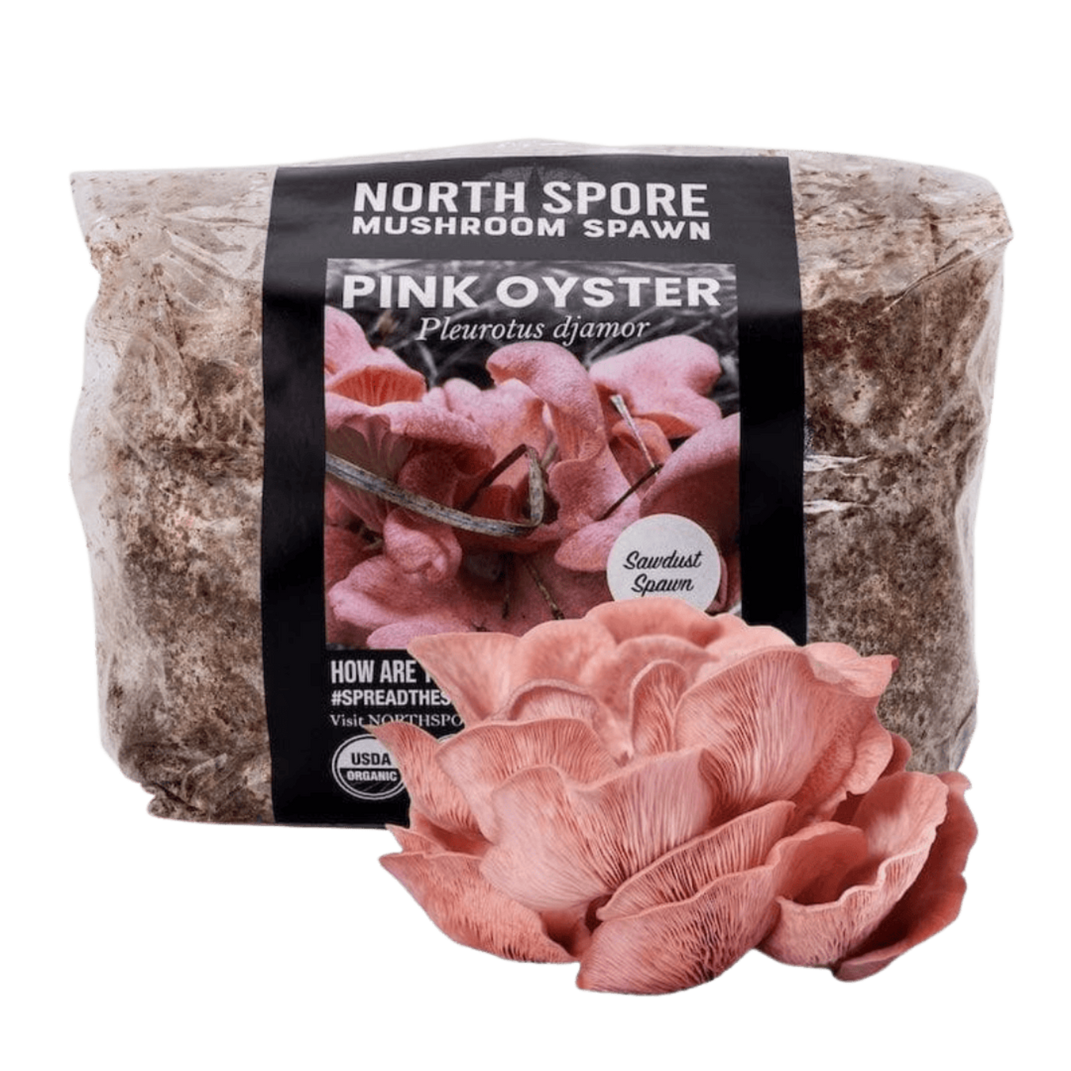 Organic Pink Oyster Mushroom Sawdust Spawn
