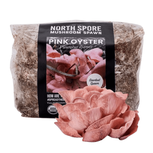 Organic Pink Oyster Mushroom Sawdust Spawn