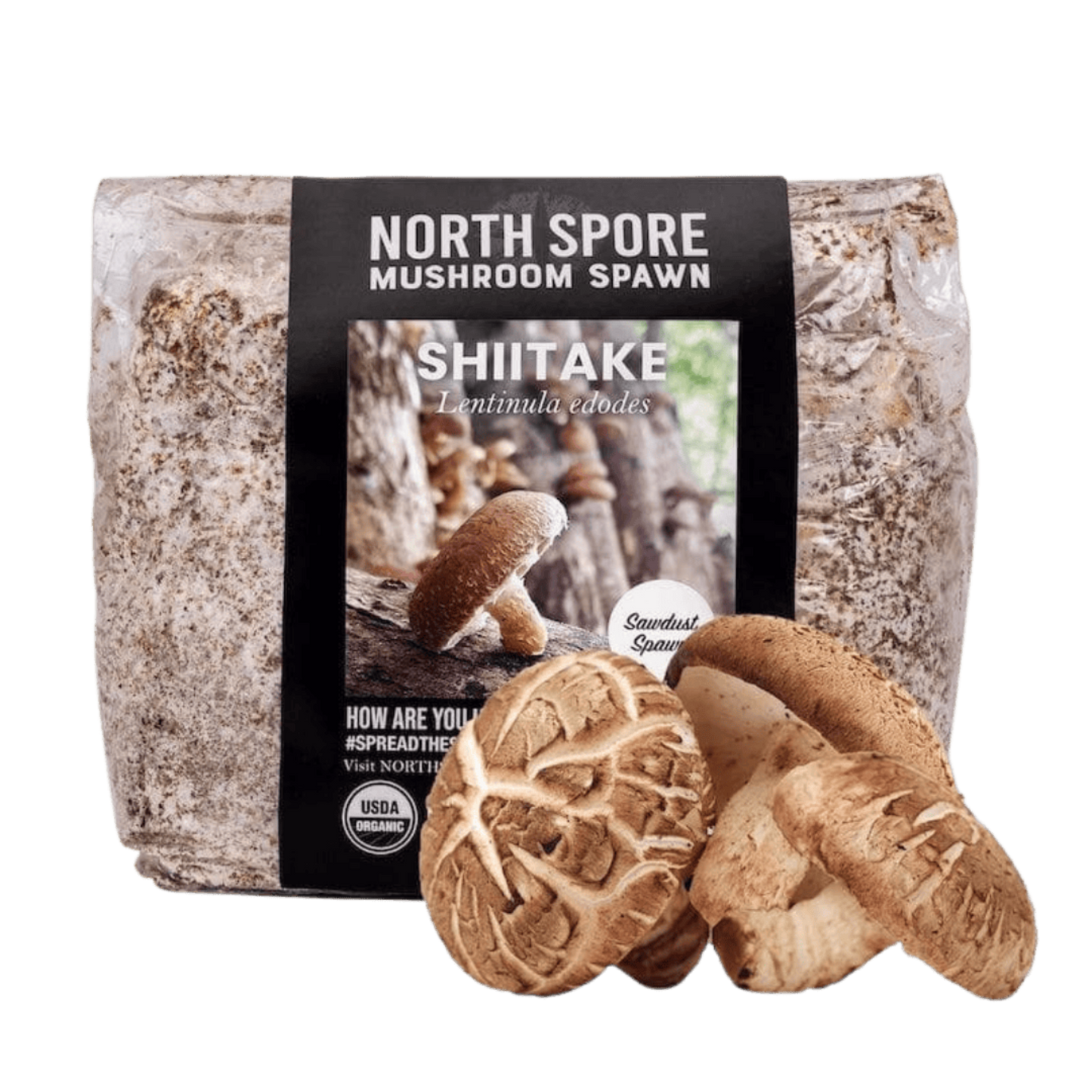 Organic Shiitake Mushroom Sawdust Spawn