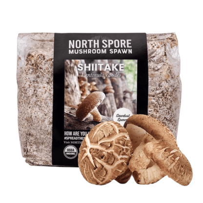 Organic Shiitake Mushroom Sawdust Spawn