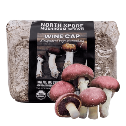 Organic Wine Cap Mushroom Sawdust Spawn