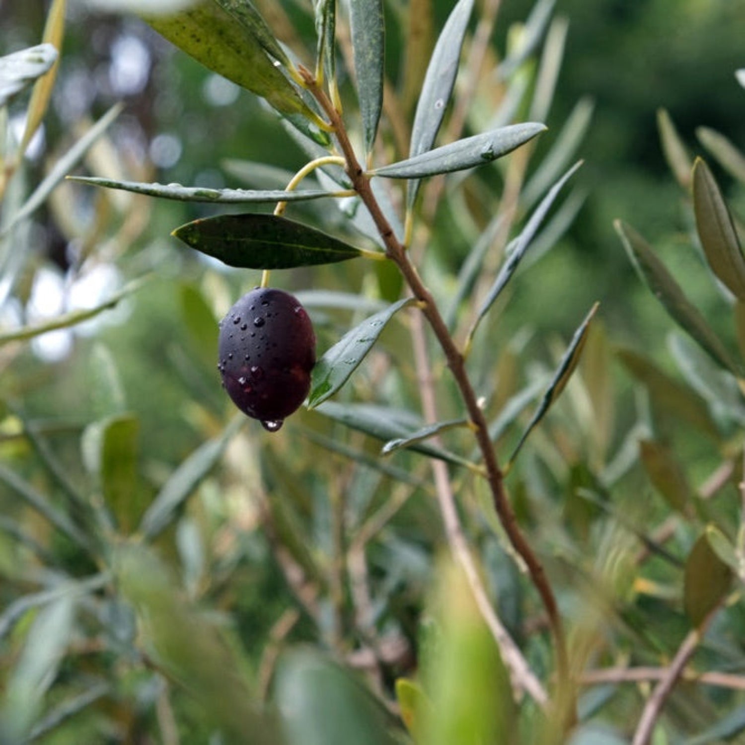 Mission Olive Tree