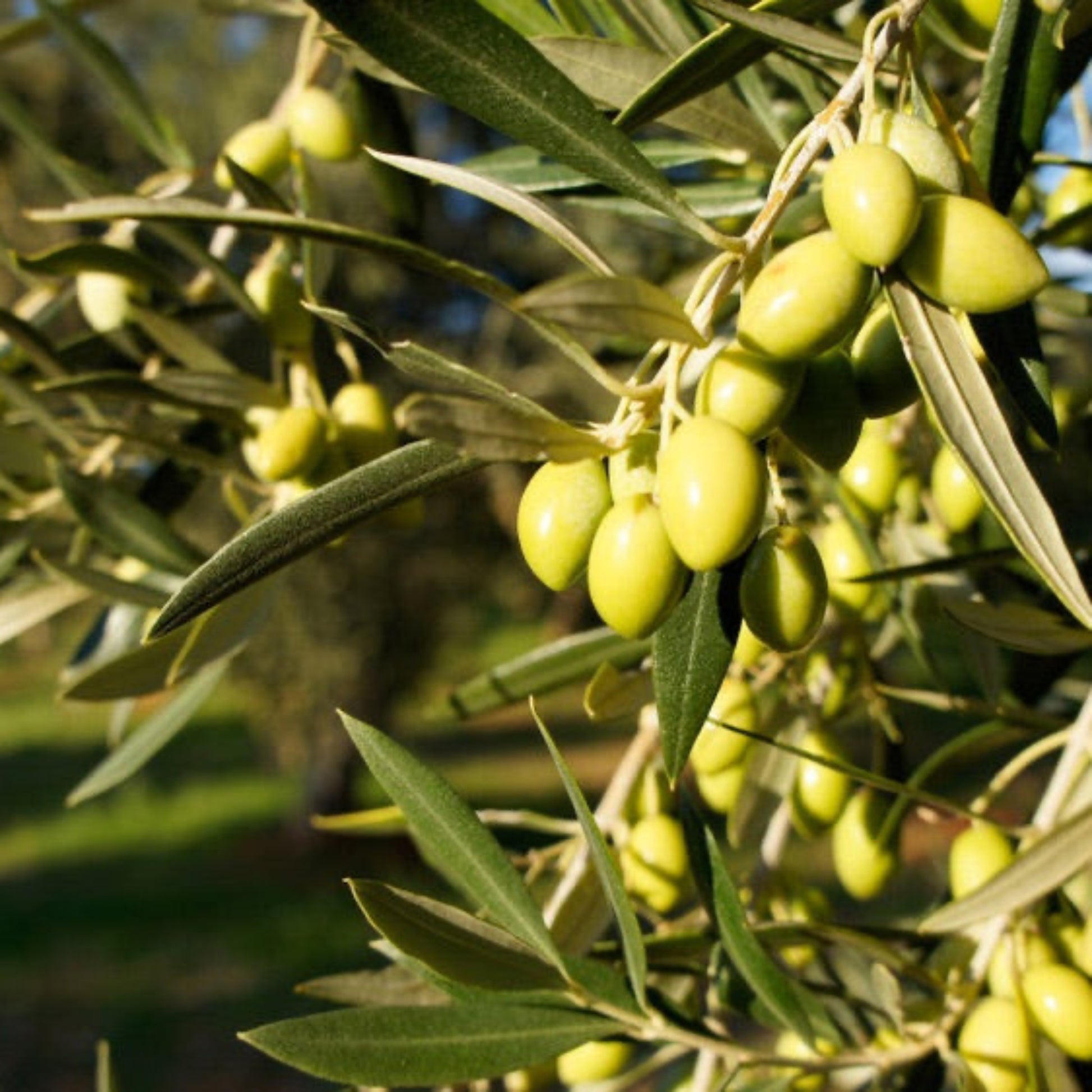 Koroneiki Olive Tree