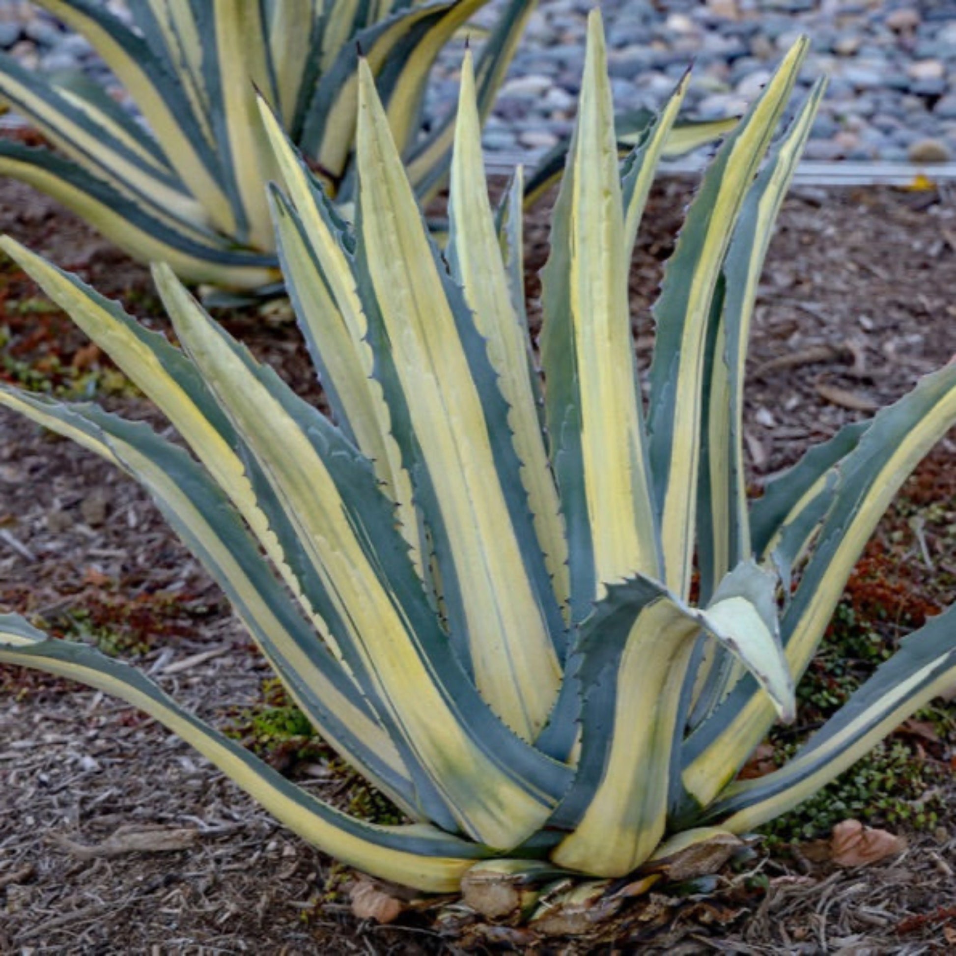 Agave Americana 'Mediopicta Alba'