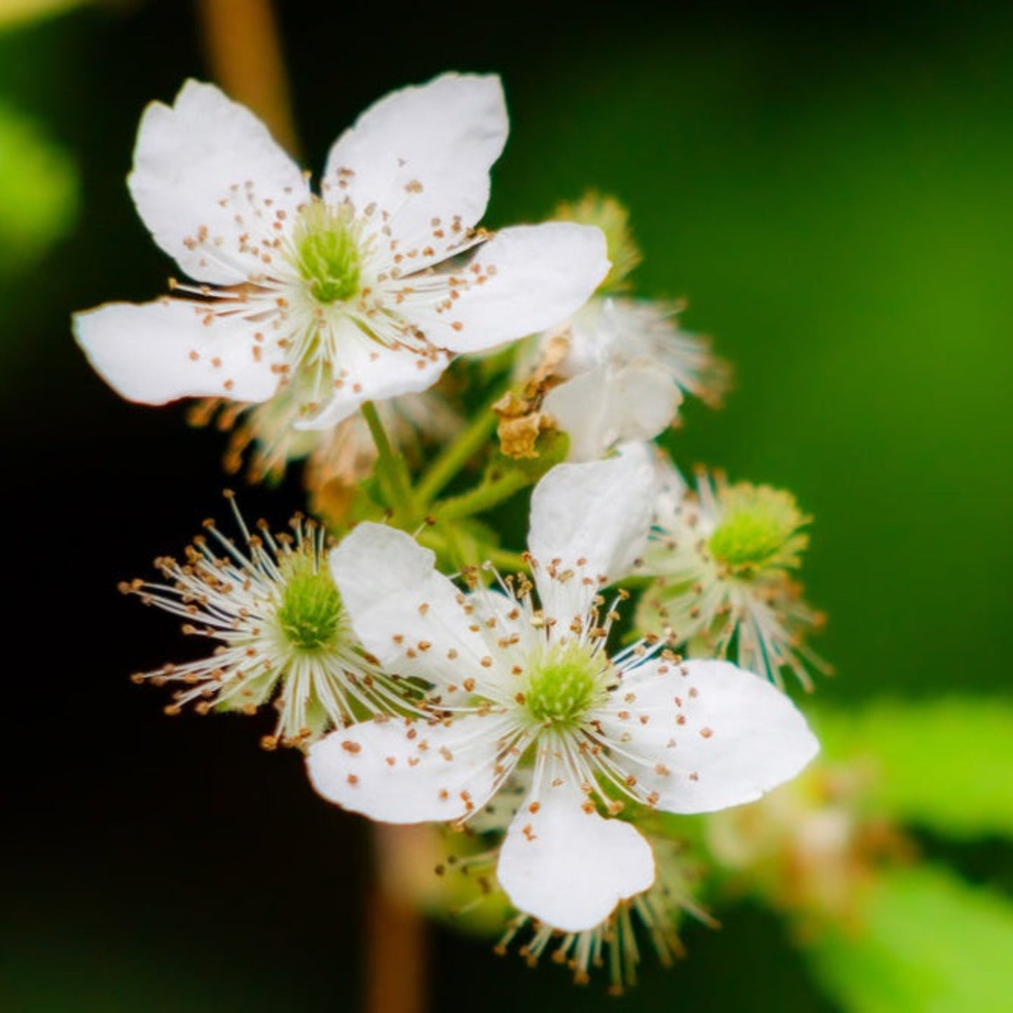 Thornless Blackberry Bush
