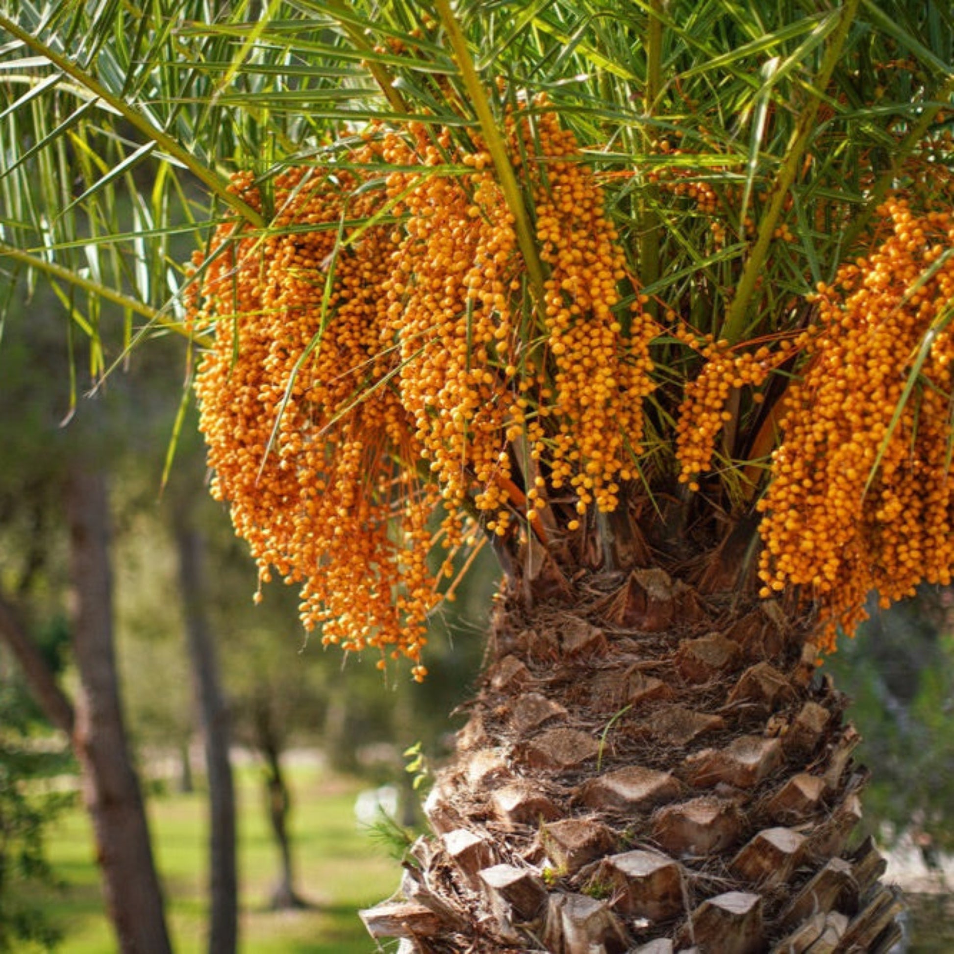 Pindo Palm Tree dates