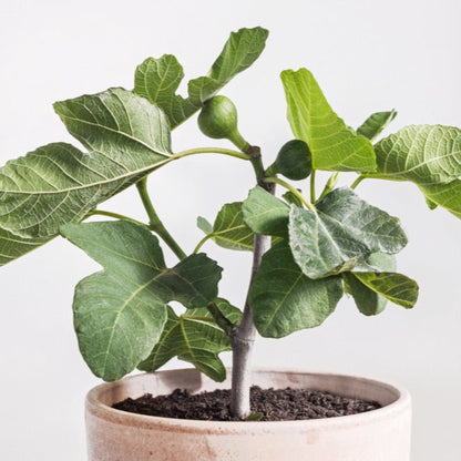 Chicago Hardy Fig Tree