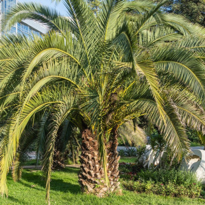 Pindo Palm Tree