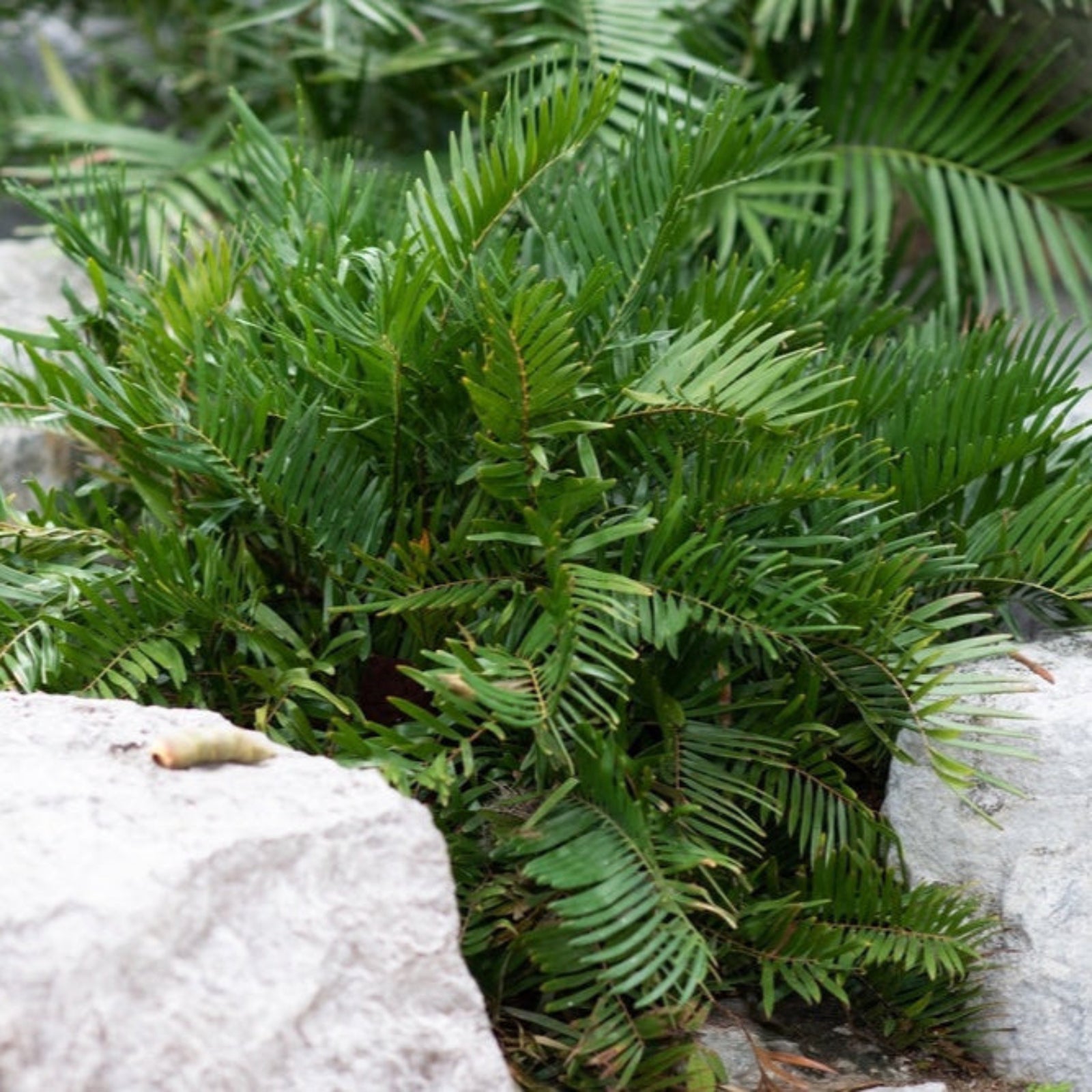 Coontie
