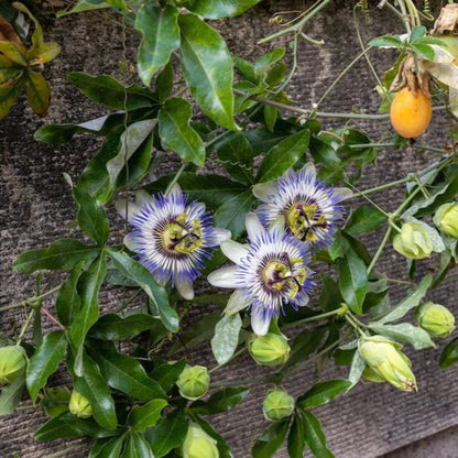 Passion Fruit Vine