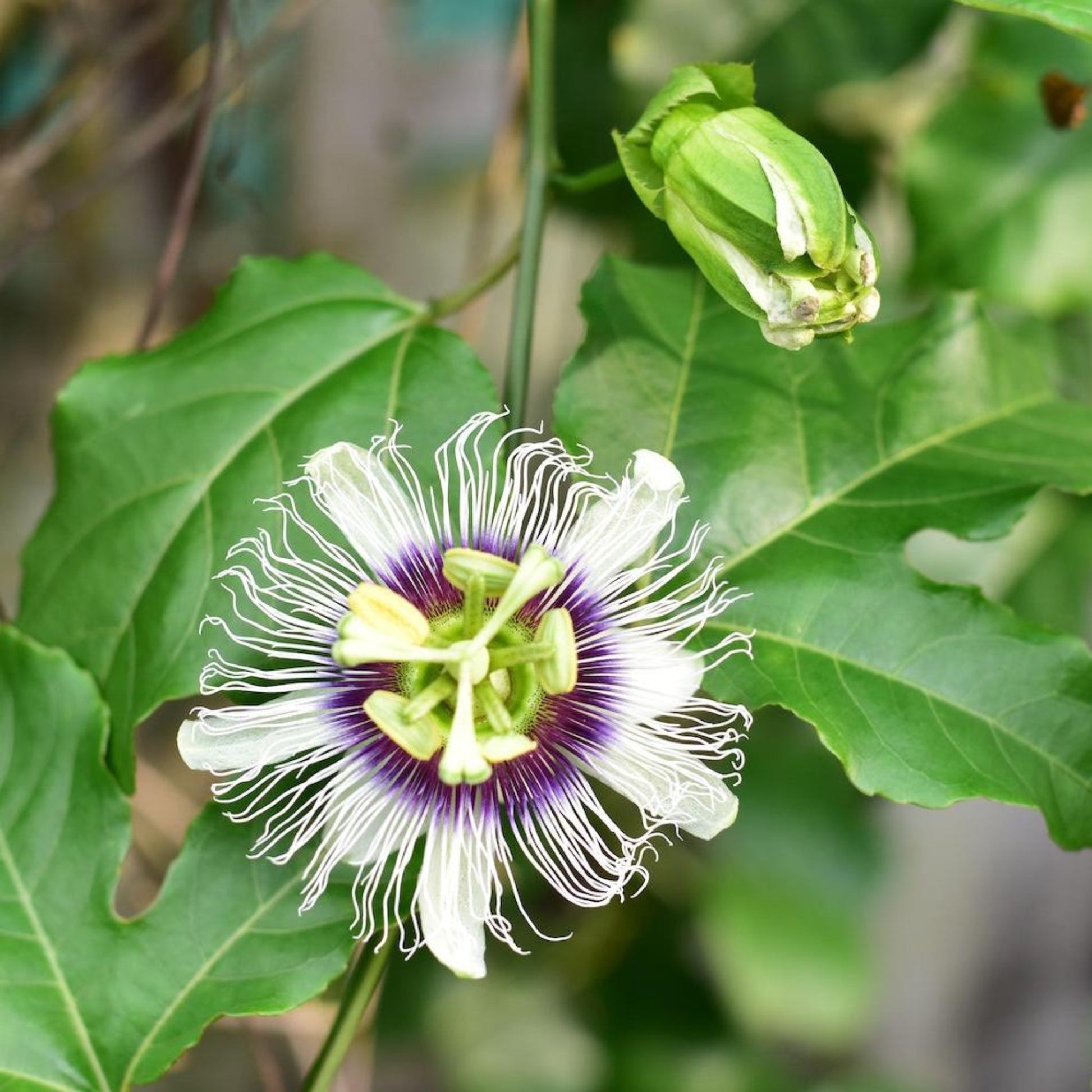 Passion Fruit Vine flower