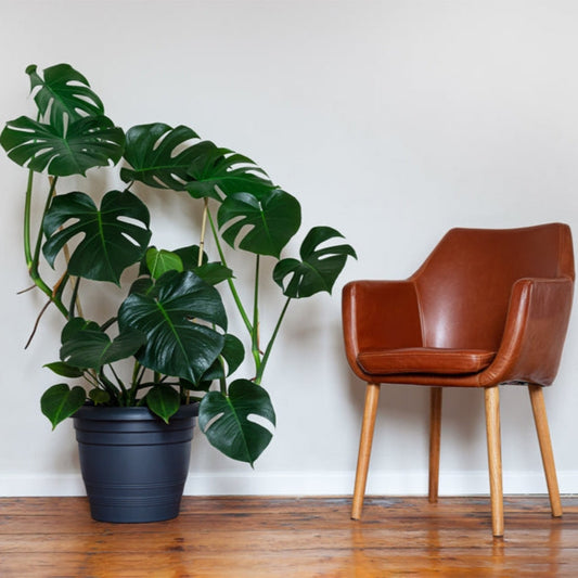 Monstera Deliciosa