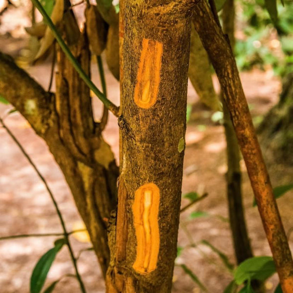 Cinnamon tree bark
