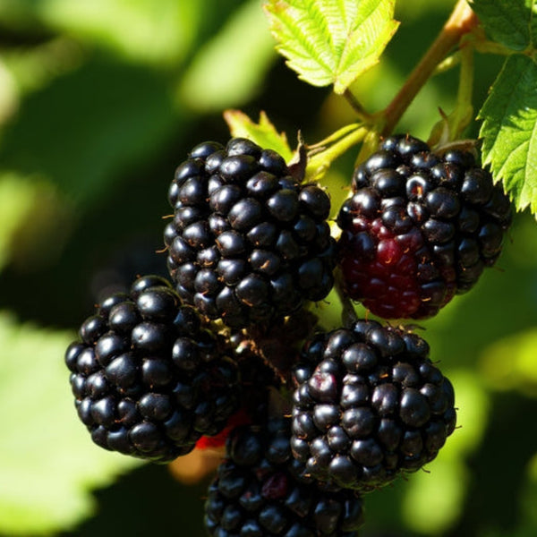 Ponca Blackberry