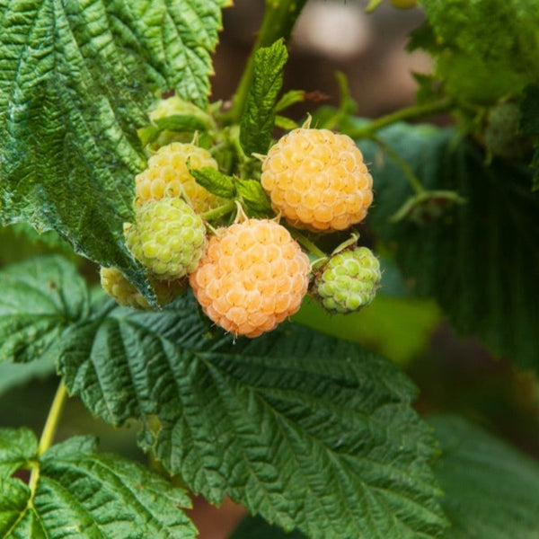 Fall Gold Raspberry
