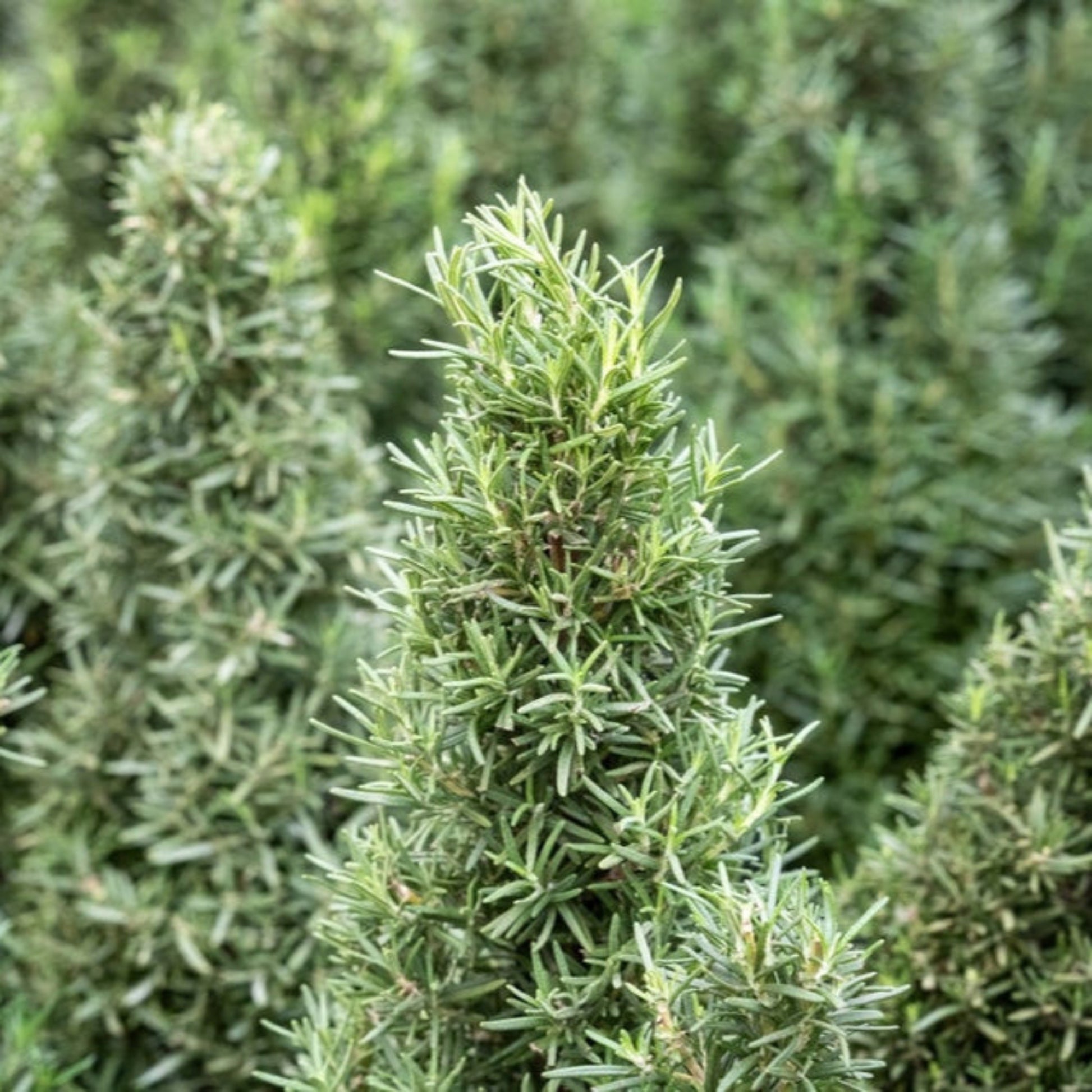 Tuscan Blue Rosemary