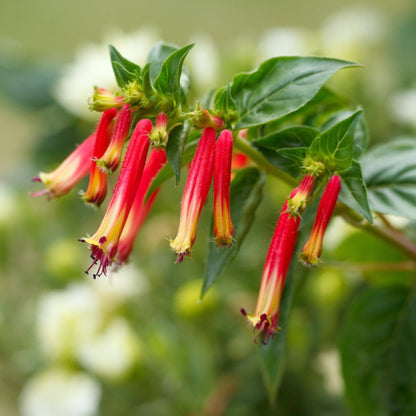 Vermillionaire® Large Firecracker blooms