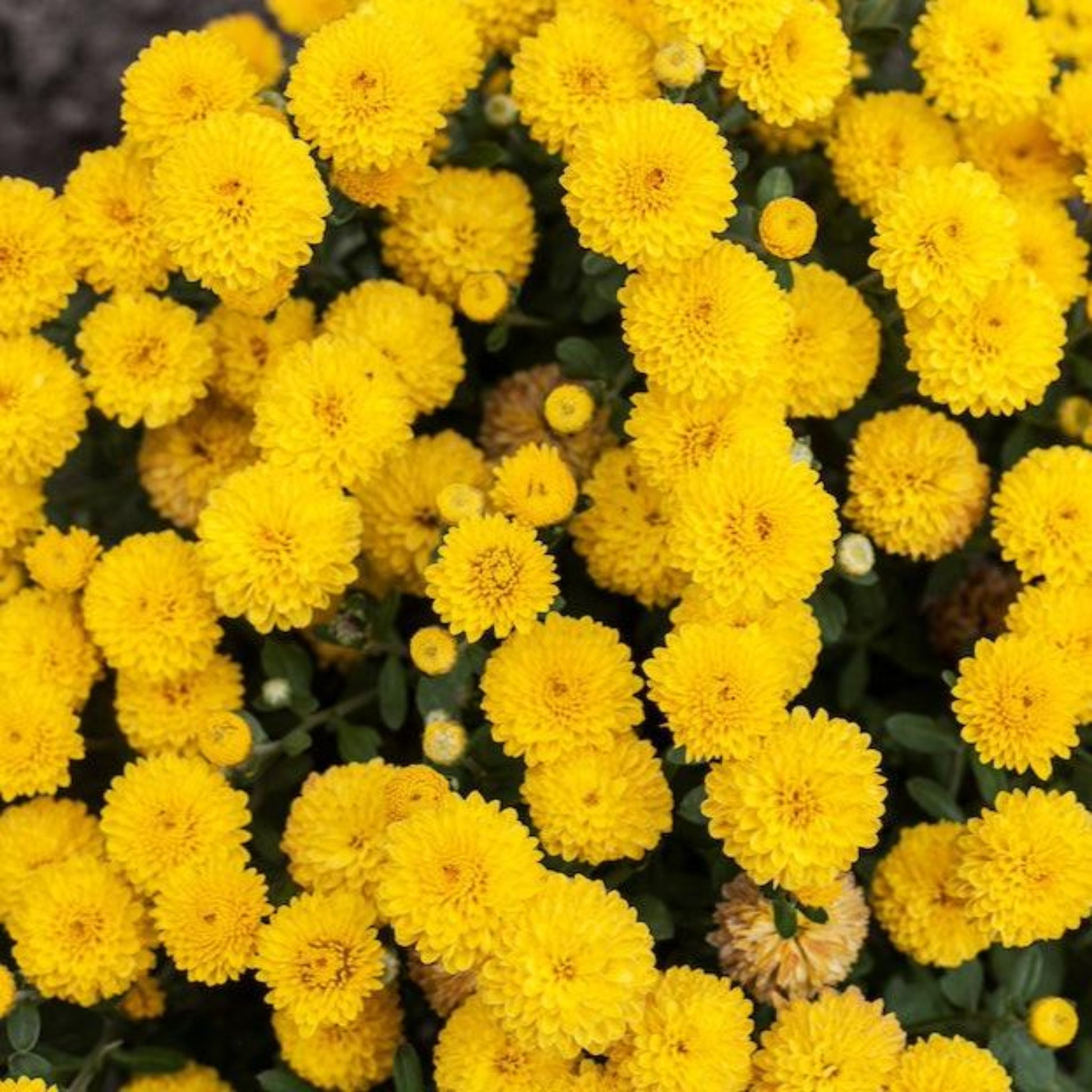 Yellow Chrysanthemums