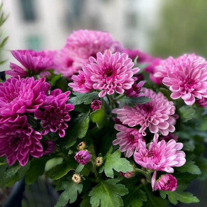 Purple Chrysanthemums