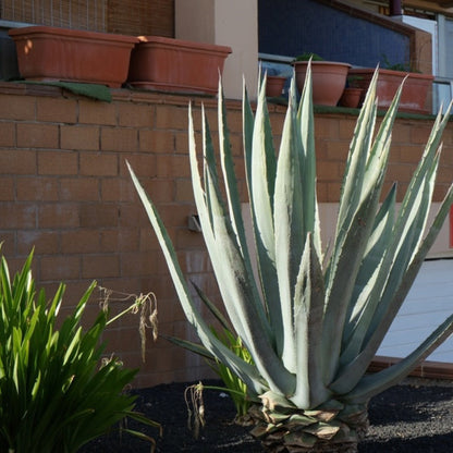 Americana Silver Agave