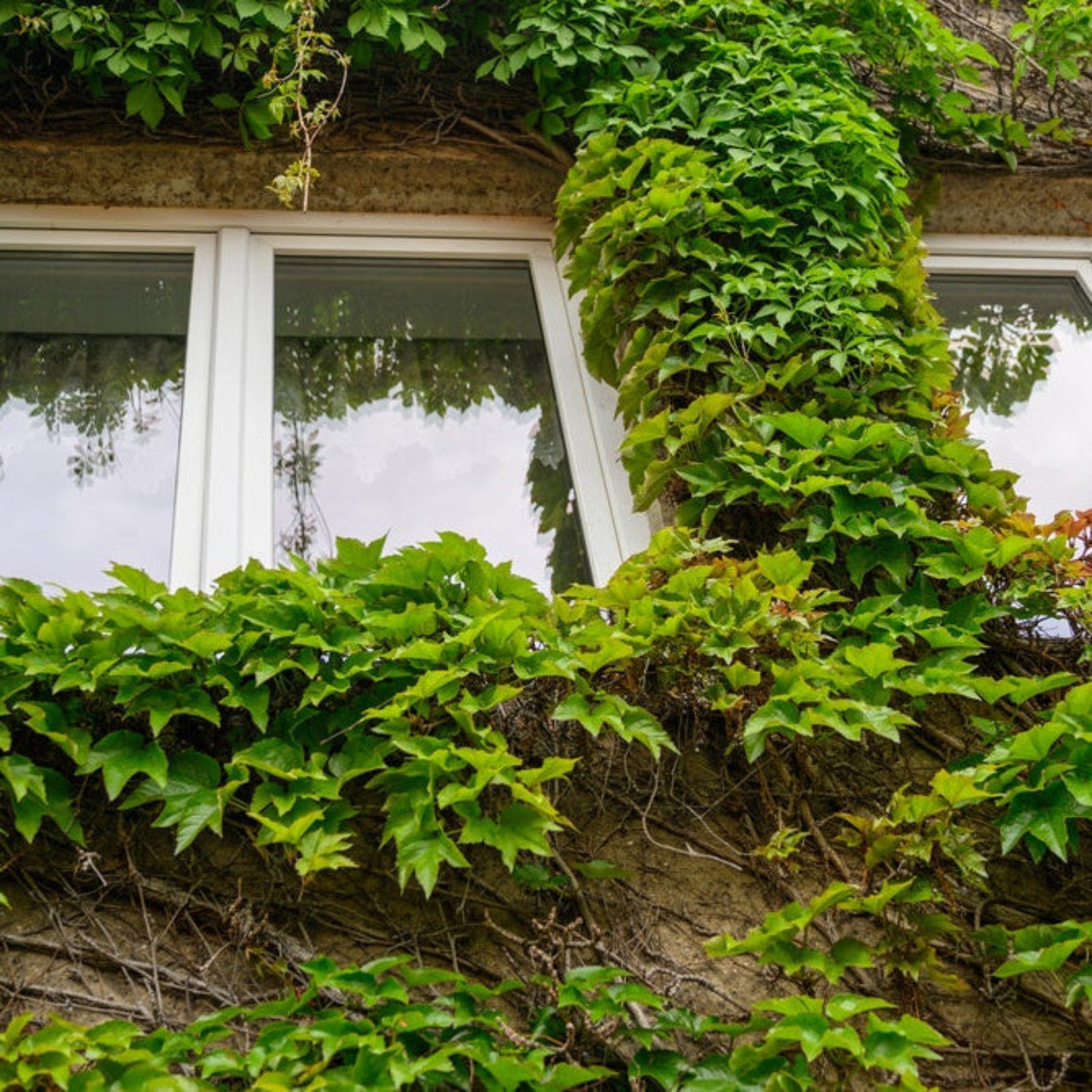 Boston Ivy