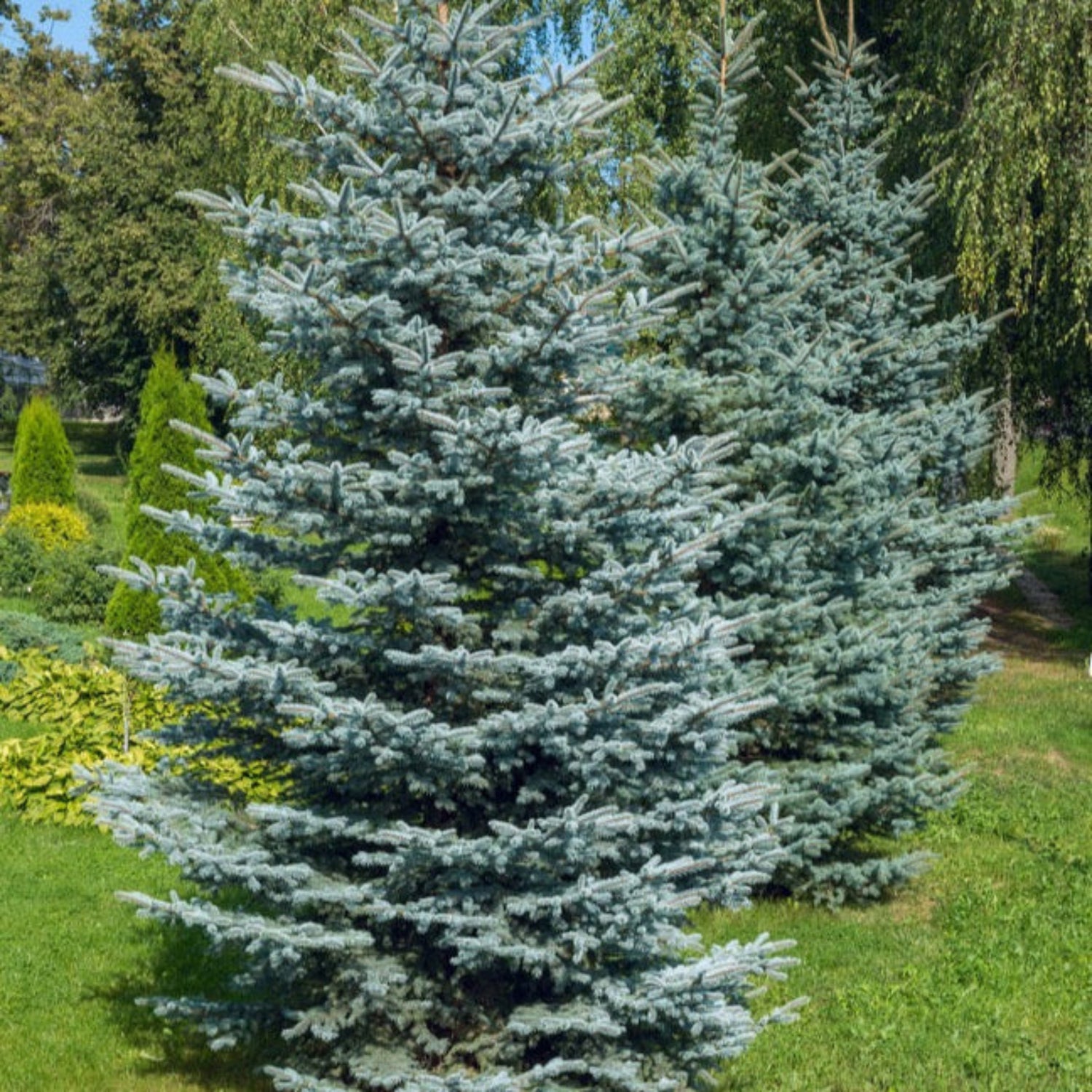 Colorado Blue Spruce
