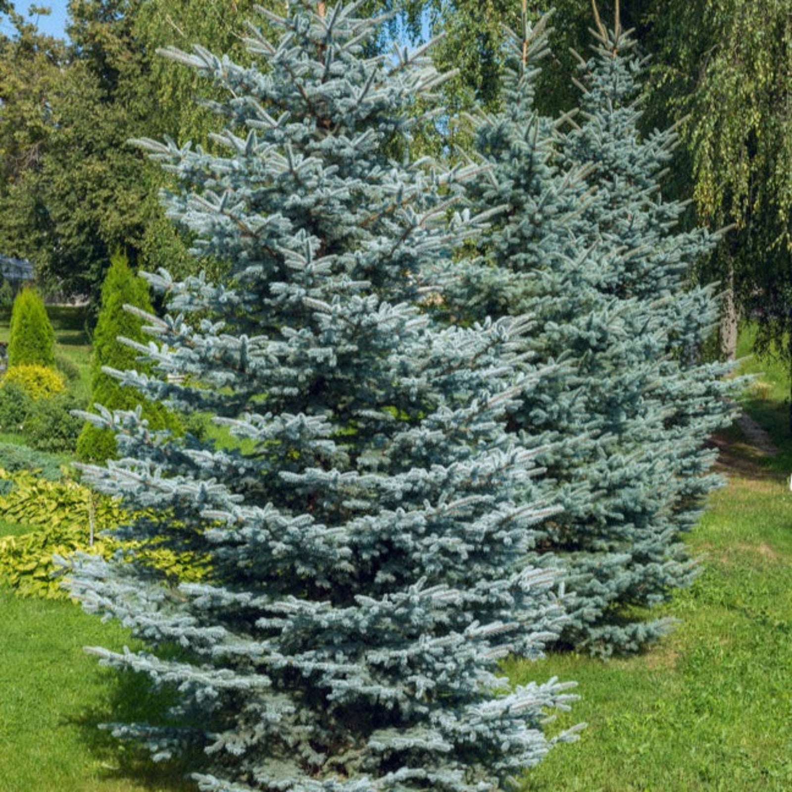 Colorado Blue Spruce