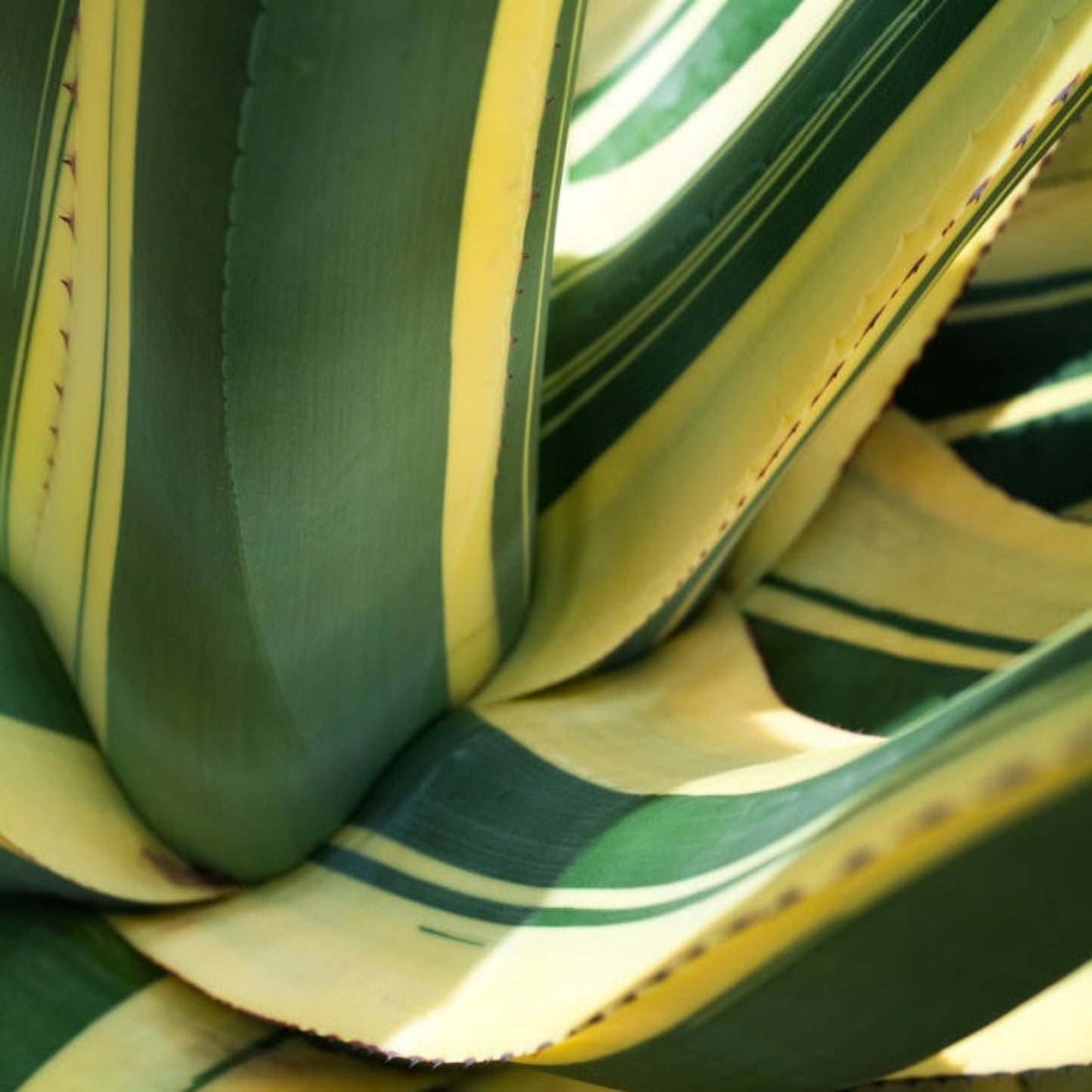 Agave Americana 'Mediopicta Alba'