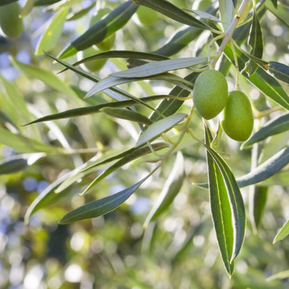 olive tree leaves