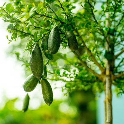 Australian Finger Lime Tree
