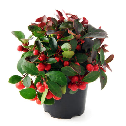 American Wintergreen