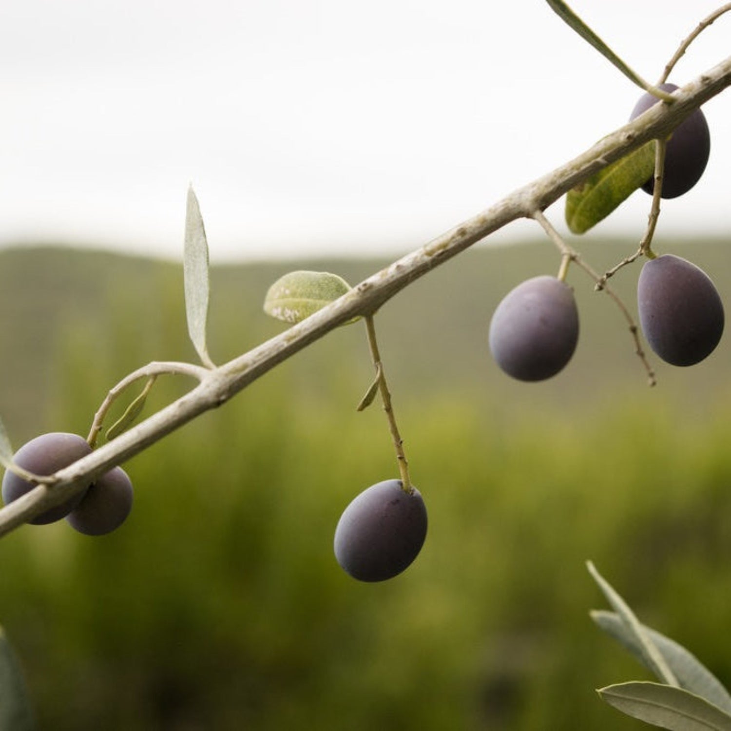 Frantoio Olive Tree