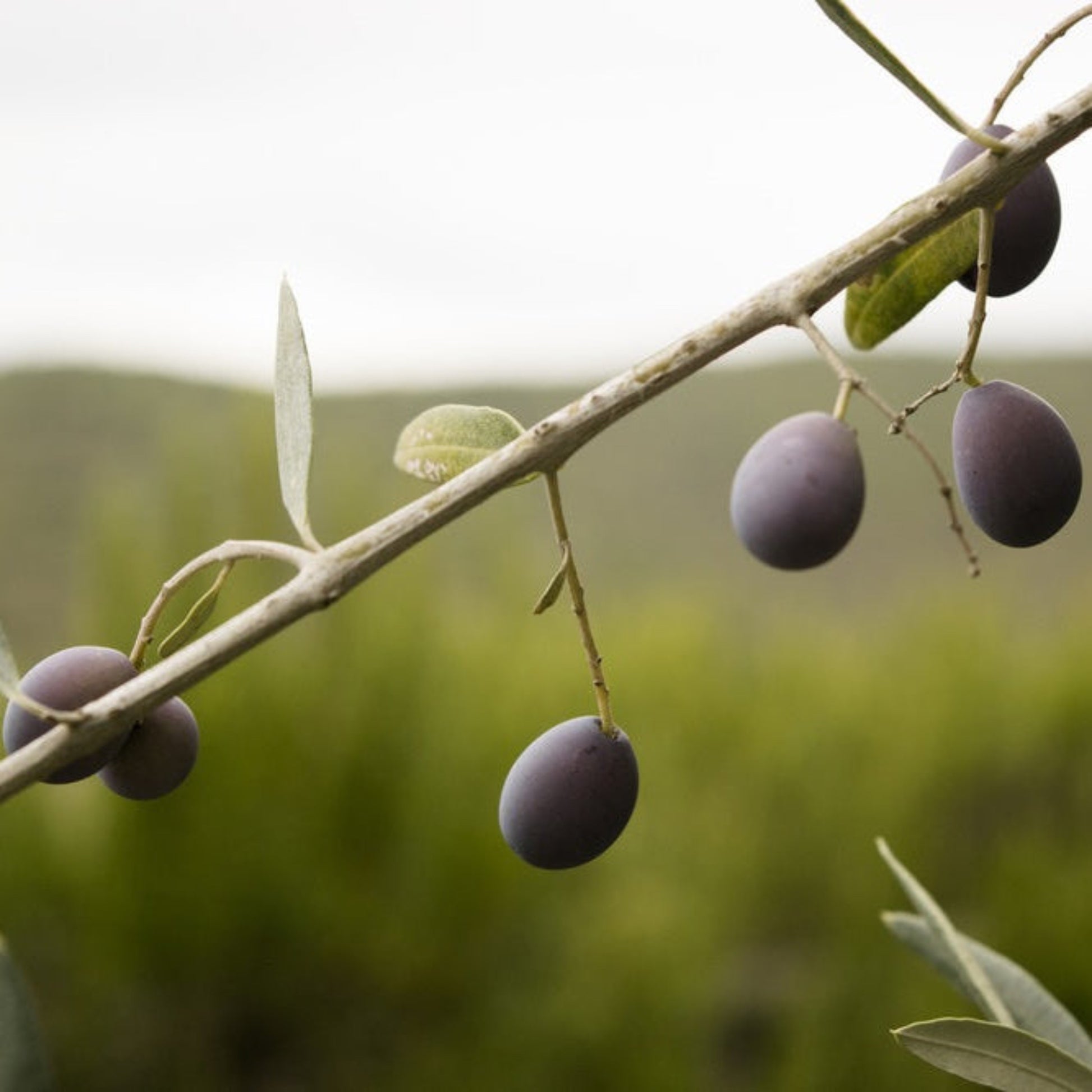 Frantoio Olive Tree