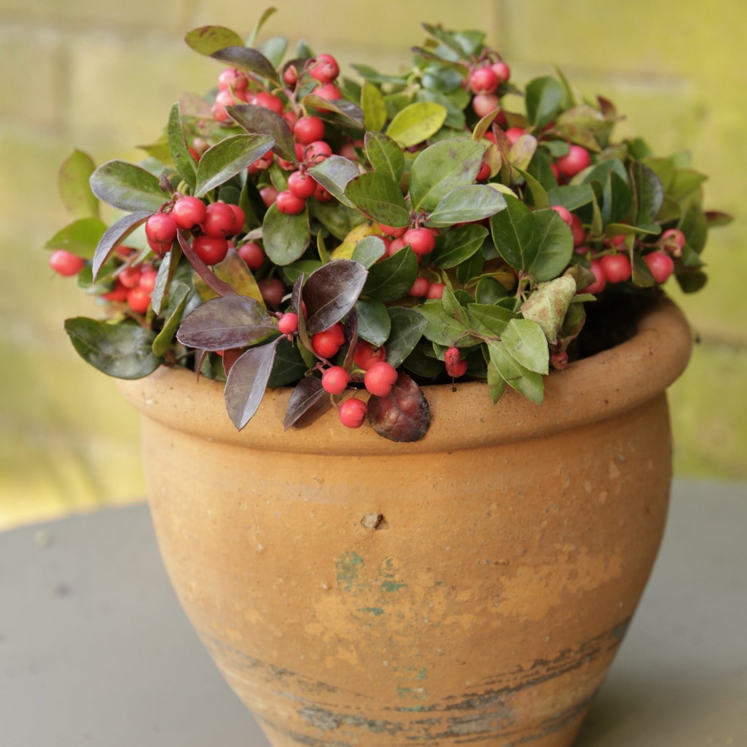 American Wintergreen