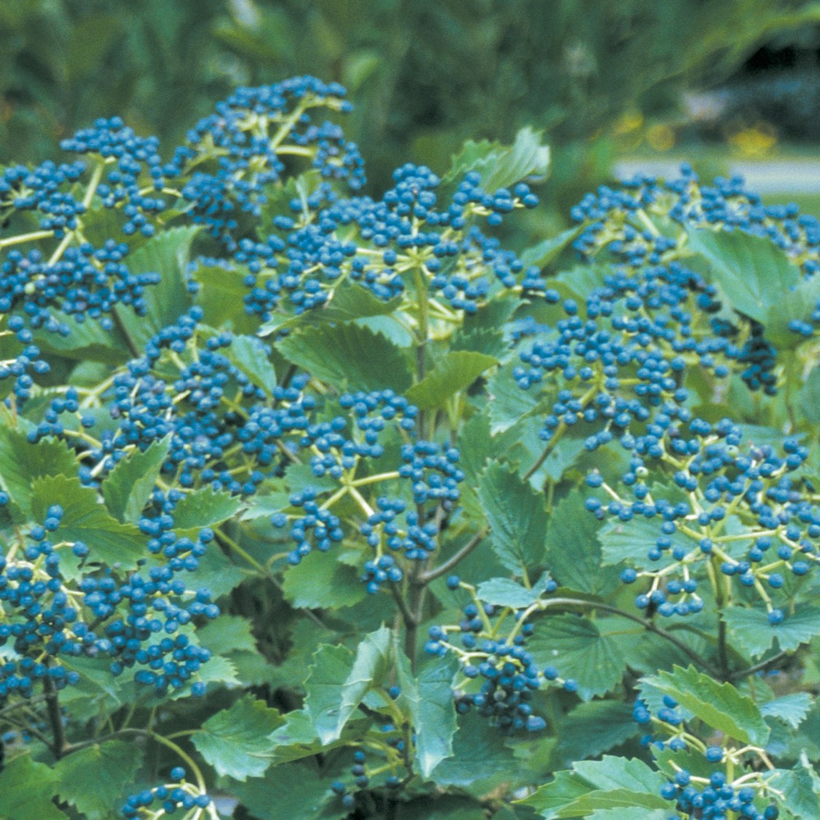 Blue Muffin® Arrowwood Viburnum