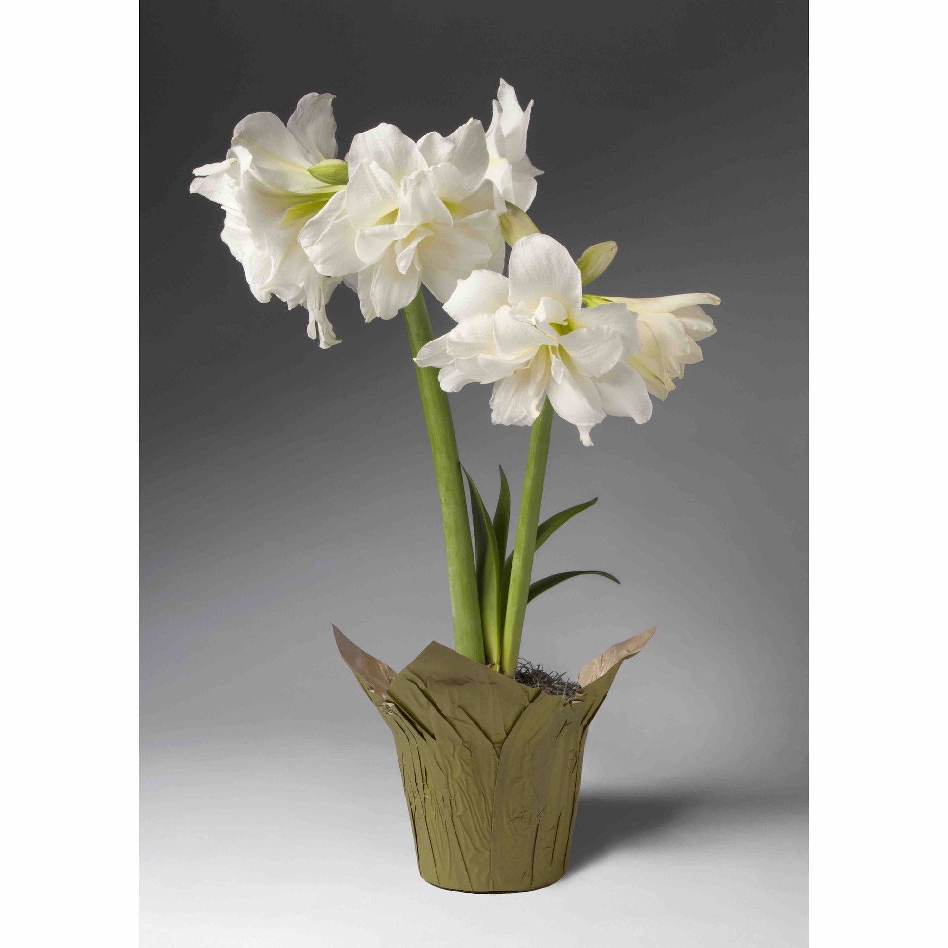 Double White Single Amaryllis